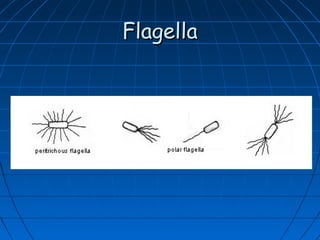 Flagella

 