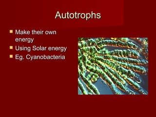 Autotrophs




Make their own
energy
Using Solar energy
Eg. Cyanobacteria

 