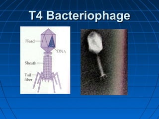 T4 Bacteriophage

 