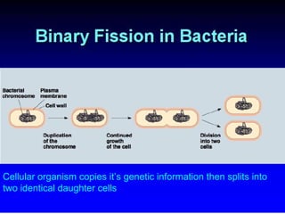 Cellular organism copies it’s genetic information then splits into
two identical daughter cells

 