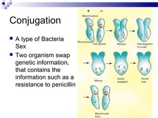 Conjugation




A type of Bacteria
Sex
Two organism swap
genetic information,
that contains the
information such as a
resistance to penicillin

 