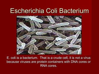 Escherichia Coli Bacterium

E. coli is a bacterium. That is a crude cell, it is not a virus
because viruses are protein containers with DNA cores or
RNA cores.

 