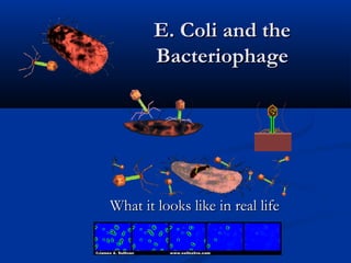 E. Coli and the
Bacteriophage

What it looks like in real life

 