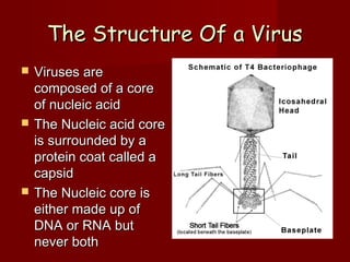 The Structure Of a Virus






Viruses are
composed of a core
of nucleic acid
The Nucleic acid core
is surrounded by a
protein coat called a
capsid
The Nucleic core is
either made up of
DNA or RNA but
never both

 