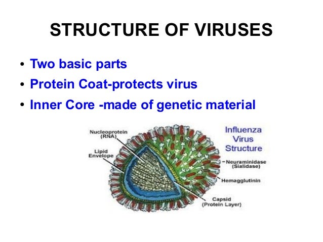 parts virus of Viruses