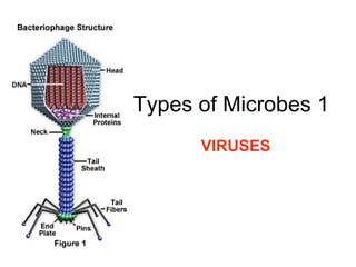 Types of Microbes 1
VIRUSES

 