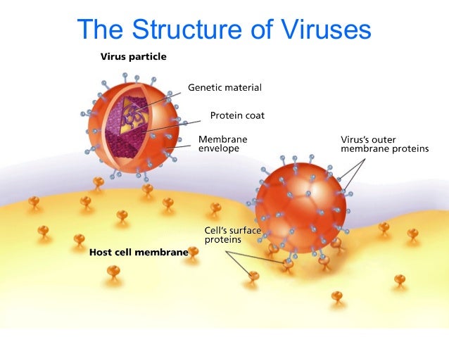 Viruses spread of flu diagram 