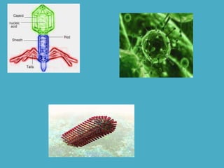 Viruses | PPTX