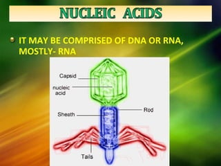 IT MAY BE COMPRISED OF DNA OR RNA,
MOSTLY- RNA
 