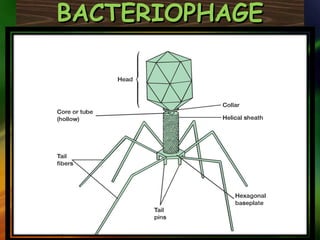 BACTERIOPHAGEBACTERIOPHAGE
 