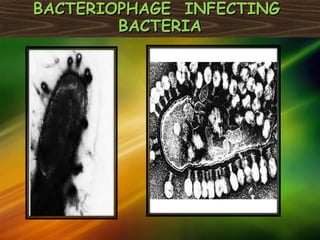 BACTERIOPHAGE INFECTINGBACTERIOPHAGE INFECTING
BACTERIABACTERIA
 
