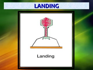 LANDINGLANDING
 