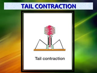 TAIL CONTRACTIONTAIL CONTRACTION
 