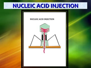 NUCLEIC ACID INJECTIONNUCLEIC ACID INJECTION
 