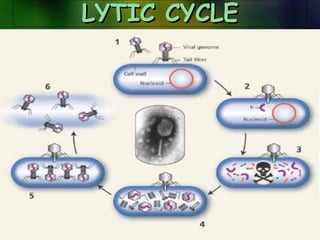 LYTIC CYCLELYTIC CYCLE
 
