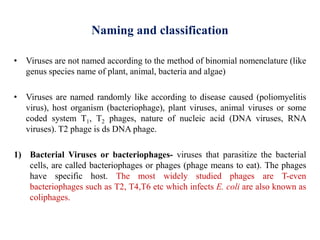 Naming and classification
• Viruses are not named according to the method of binomial nomenclature (like
genus species name of plant, animal, bacteria and algae)
• Viruses are named randomly like according to disease caused (poliomyelitis
virus), host organism (bacteriophage), plant viruses, animal viruses or some
coded system T1, T2 phages, nature of nucleic acid (DNA viruses, RNA
viruses). T2 phage is ds DNA phage.
1) Bacterial Viruses or bacteriophages- viruses that parasitize the bacterial
cells, are called bacteriophages or phages (phage means to eat). The phages
have specific host. The most widely studied phages are T-even
bacteriophages such as T2, T4,T6 etc which infects E. coli are also known as
coliphages.
 