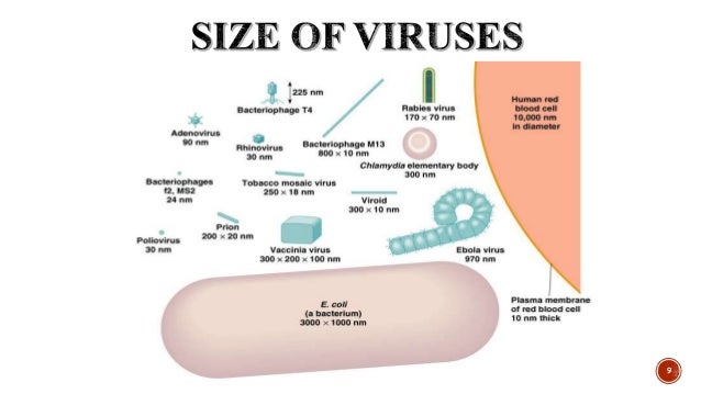 viruses size shape amp types virus size