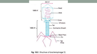 Viruses | PPTX