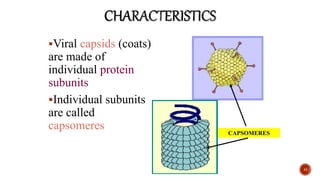 Viral capsids (coats)
are made of
individual protein
subunits
Individual subunits
are called
capsomeres
13
CAPSOMERES
 