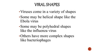 •Viruses come in a variety of shapes
•Some may be helical shape like the
Ebola virus
•Some may be polyhedral shapes
like the influenza virus
•Others have more complex shapes
like bacteriophages
17
 