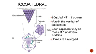 19
20-sided with 12 corners
Vary in the number of
capsomers
Each capsomer may be
made of 1 or several
proteins
Some are enveloped
 