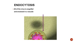 22
 All of the virus is engulfed
and enclosed in a vacuole
 