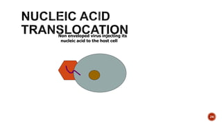 24
Non enveloped virus injecting its
nucleic acid to the host cell
 