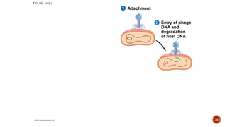 Attachment
2
1
Entry of phage
DNA and
degradation
of host DNA
30
 