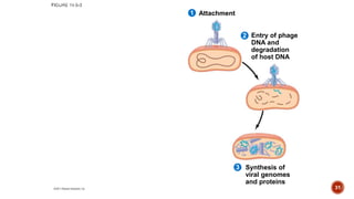 Attachment
2
1
3
Entry of phage
DNA and
degradation
of host DNA
Synthesis of
viral genomes
and proteins
31
 