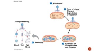 Attachment
2
1
4
3
Entry of phage
DNA and
degradation
of host DNA
Synthesis of
viral genomes
and proteins
Assembly
Phage assembly
Head Tail Tail
fibers
32
 
