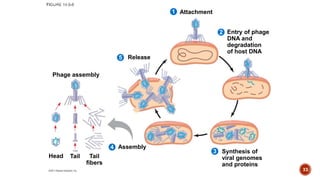 Attachment
2
1
5
4
3
Entry of phage
DNA and
degradation
of host DNA
Release
Synthesis of
viral genomes
and proteins
Assembly
Phage assembly
Head Tail Tail
fibers
33
 