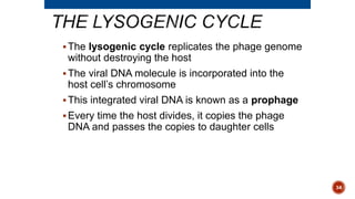 The lysogenic cycle replicates the phage genome
without destroying the host
The viral DNA molecule is incorporated into the
host cell’s chromosome
This integrated viral DNA is known as a prophage
Every time the host divides, it copies the phage
DNA and passes the copies to daughter cells
34
 