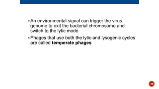 An environmental signal can trigger the virus
genome to exit the bacterial chromosome and
switch to the lytic mode
Phages that use both the lytic and lysogenic cycles
are called temperate phages
35
 