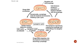 lytic cycle
is induced
or
Phage DNA
circularizes.
Certain factors
determine whether
lysogenic cycle
is entered
Lysogenic cycle
Prophage
Daughter cell
with prophage
Occasionally, a prophage
exits the bacterial chromosome,
initiating a lytic cycle.
Cell divisions
produce a
population of
bacteria infected
with the prophage.
The bacterium reproduces,
copying the prophage and
transmitting it to daughter
cells.
Phage DNA integrates into
the bacterial chromosome,
becoming a prophage. 36
 