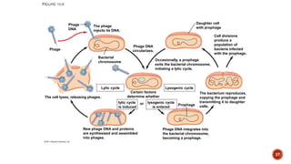 New phage DNA and proteins
are synthesized and assembled
into phages.
The cell lyses, releasing phages.
Phage
Phage
DNA
The phage
injects its DNA.
Bacterial
chromosome
Lytic cycle
lytic cycle
is induced
or
Phage DNA
circularizes.
Certain factors
determine whether
lysogenic cycle
is entered
Lysogenic cycle
Prophage
Daughter cell
with prophage
Occasionally, a prophage
exits the bacterial chromosome,
initiating a lytic cycle.
Cell divisions
produce a
population of
bacteria infected
with the prophage.
The bacterium reproduces,
copying the prophage and
transmitting it to daughter
cells.
Phage DNA integrates into
the bacterial chromosome,
becoming a prophage.
37
 