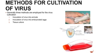  Generally three methods are employed for the virus
cultivation
1. Inoculation of virus into animals
2. Inoculation of virus into embryonated eggs
3. Tissue culture
39
 