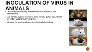  Laboratory animals play an essential role in studies of viral
pathogenesis
 Live animals such as monkeys, mice, rabbits, guinea pigs, ferrets
are widely used for cultivating virus
 Mice are the most widely employed animals in virology
40
 