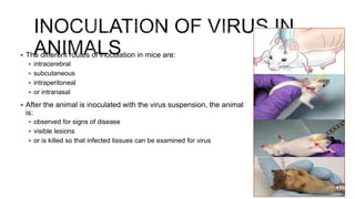  The different routes of inoculation in mice are:
 intracerebral
 subcutaneous
 intraperitoneal
 or intranasal
 After the animal is inoculated with the virus suspension, the animal
is:
 observed for signs of disease
 visible lesions
 or is killed so that infected tissues can be examined for virus
41
 