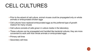  Prior to the advent of cell culture, animal viruses could be propagated only on whole
animals or embryonated chicken eggs
 Cell cultures have replaced embryonated eggs as the preferred type of growth
medium for many viruses
 Cell culture consists of cells grown in culture media in the laboratory
 These cultures can be propagated and handled like bacterial cultures; they are more
convenient to work with than whole animals or embryonated eggs
 Primary cell lines
 Secondary cell lines
42
 