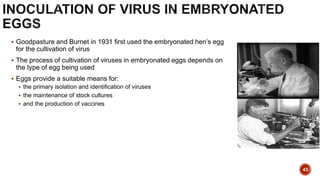  Goodpasture and Burnet in 1931 first used the embryonated hen’s egg
for the cultivation of virus
 The process of cultivation of viruses in embryonated eggs depends on
the type of egg being used
 Eggs provide a suitable means for:
 the primary isolation and identification of viruses
 the maintenance of stock cultures
 and the production of vaccines
43
 