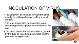 The egg must be injected through the shell,
usually by drilling a hole or making a small
window
The viral suspension or suspected virus-
containing fluid is injected into the fluid of the
egg
The exact tissue that is inoculated is guided
by the type of virus being cultivated and the
goals of the experiment
46
 