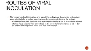  The chosen route of inoculation and age of the embryo are determined by the given
virus selectivity for a certain membrane or developmental stage of the embryo
 For example Infectious bronchitis virus is propagated in the yolk sac of a 5-6 day old embryo
 whereas Rous-sarcoma virus is inoculated on the chorioallantoic membrane of a 9-11 day
old embryo and will produce pocks 5-10 days post-infection
48
 