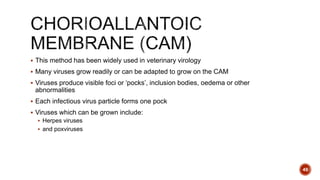  This method has been widely used in veterinary virology
 Many viruses grow readily or can be adapted to grow on the CAM
 Viruses produce visible foci or ‘pocks’, inclusion bodies, oedema or other
abnormalities
 Each infectious virus particle forms one pock
 Viruses which can be grown include:
 Herpes viruses
 and poxviruses
49
 