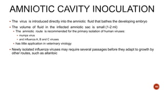  The virus is introduced directly into the amniotic fluid that bathes the developing embryo
 The volume of fluid in the infected amniotic sac is small (1-2 ml)
 The amniotic route is recommended for the primary isolation of human viruses:
 mumps virus
 and influenza A, B and C viruses
 has little application in veterinary virology
 Newly isolated influenza viruses may require several passages before they adapt to growth by
other routes, such as allantoic
50
 