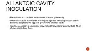  Many viruses such as Newcastle disease virus can grow readily
 Other viruses such as influenza, may require repeated amniotic passages before
becoming adapted to the egg and grown in the allantoic cavity
 Allantoic inoculation is a quick and easy method that yields large amounts (8–15 ml)
of virus-infected egg fluids
51
 