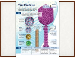 String Virus viruses.pdf