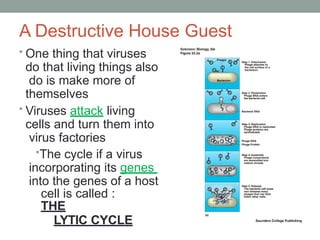 Viruses PowerPoint Presentation High School | PPTX