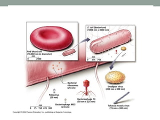 Viruses PowerPoint Presentation High School | PPTX