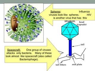 Virus Rocketship Viruses PowerPoint Presentation High School | PPTX