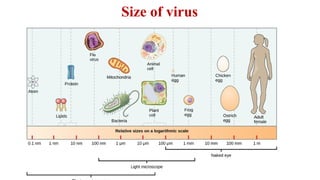 Viruses, classification, lifecycle.pptx